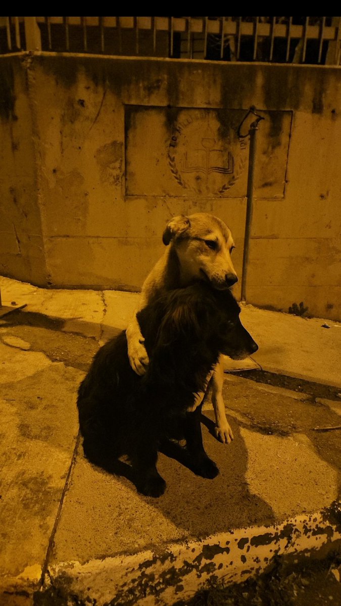 El derecho a la vida es igual a todo ser viviente. tweet media