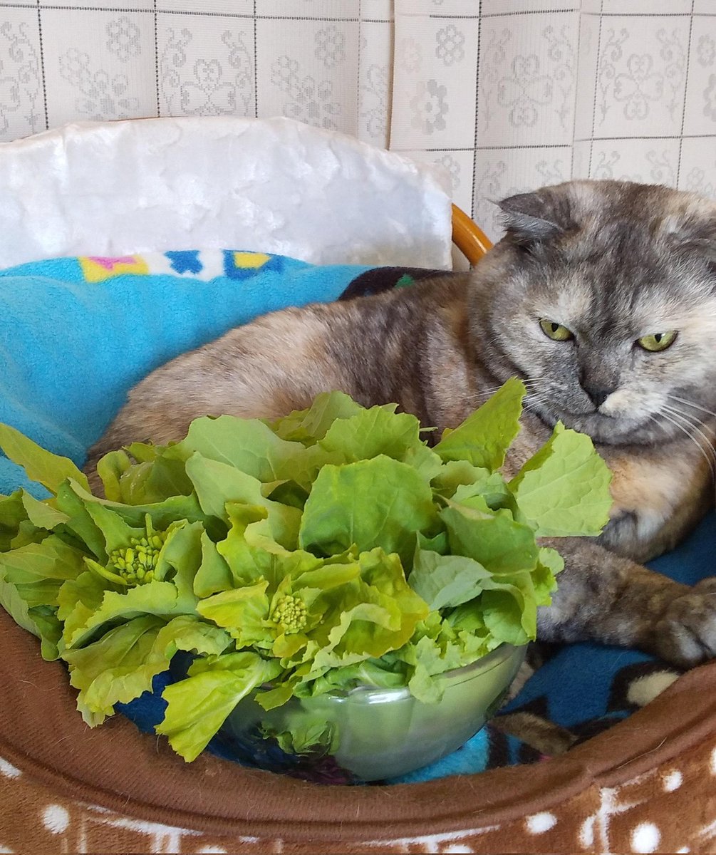 ギャオス tweet media