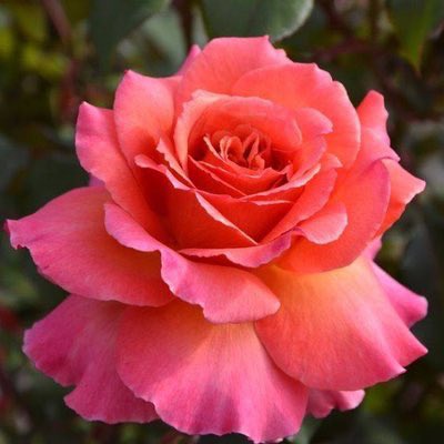 William Purcell tweet media