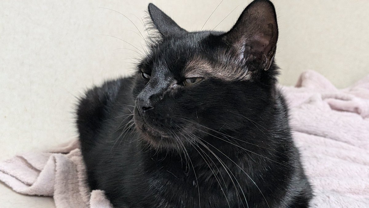 猫男爵🔞🎄🎅退院✨ tweet media