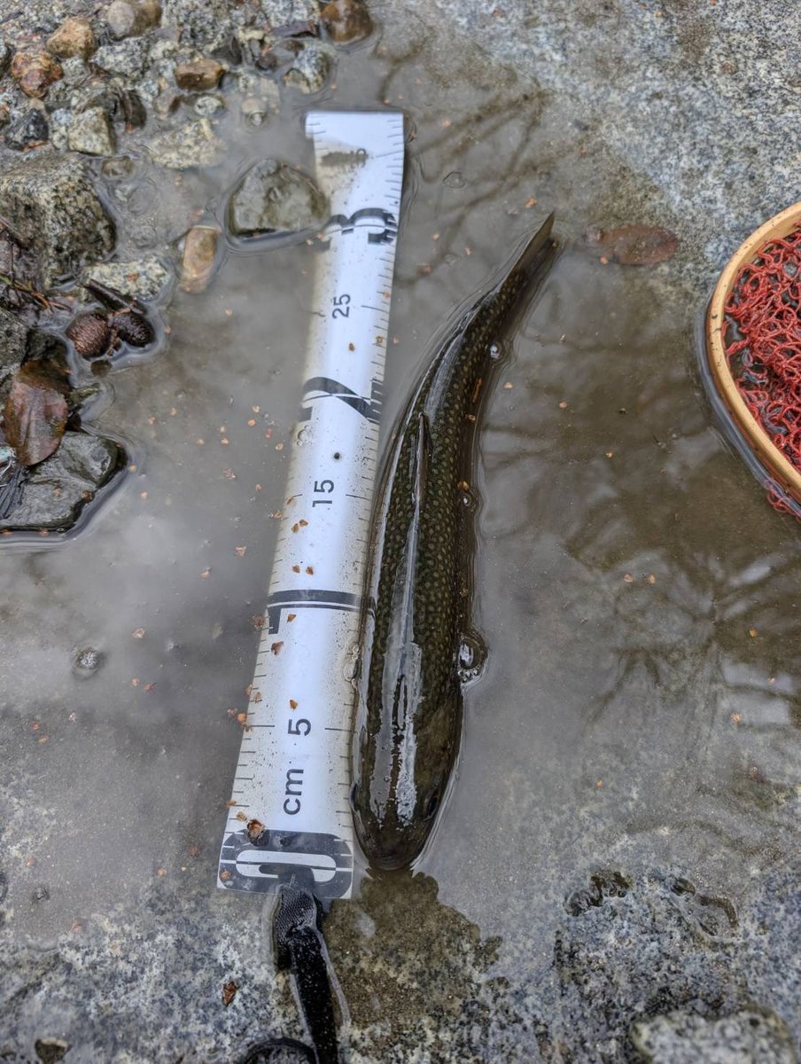 Tomato Lures tweet media