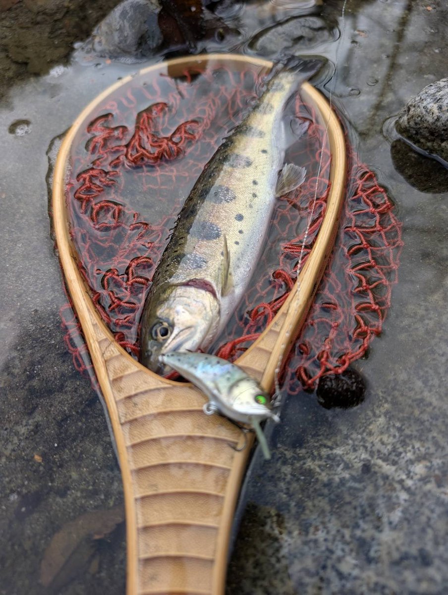 Tomato Lures tweet media