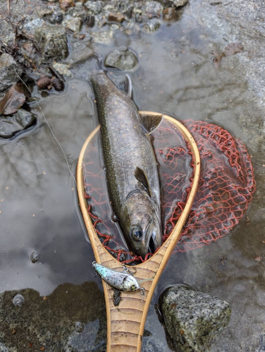 Tomato Lures tweet media