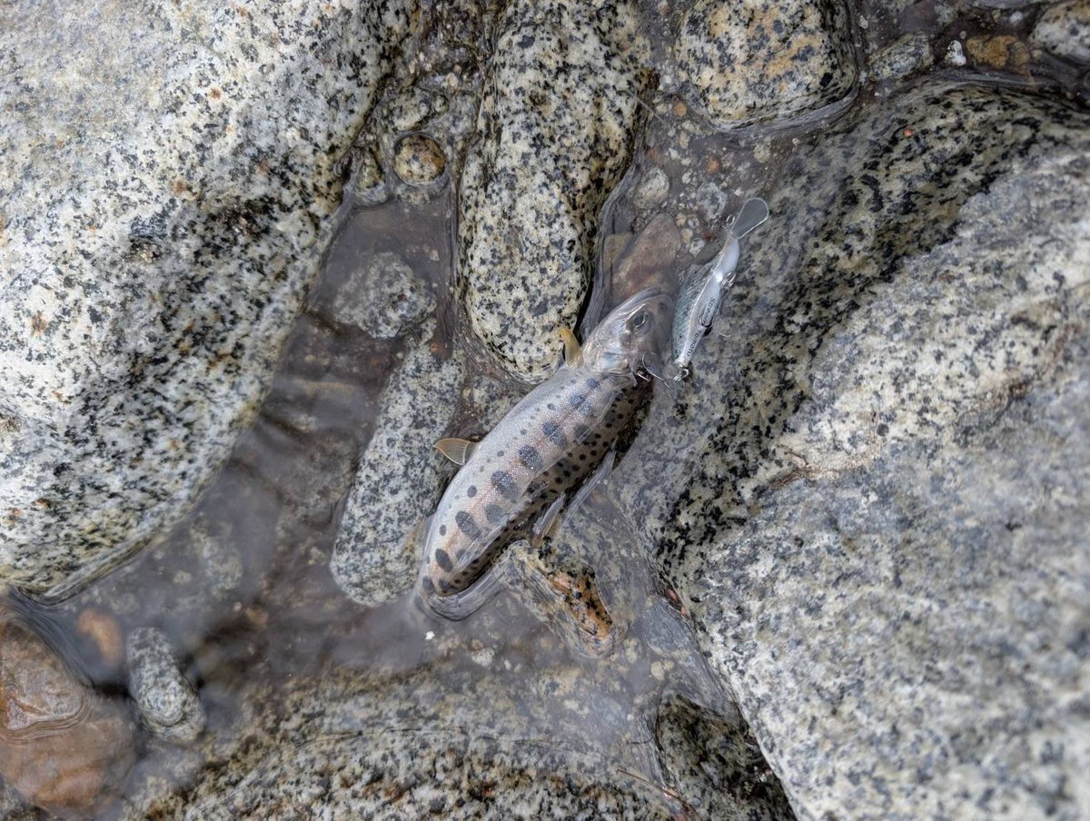 Tomato Lures tweet media