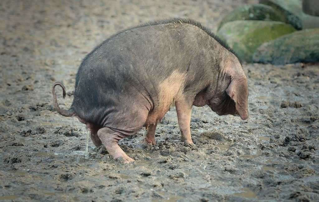 Khalid Sulami tweet media