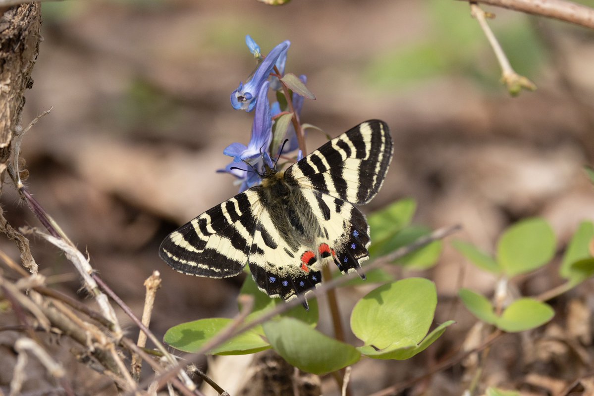 あるたるふ tweet media