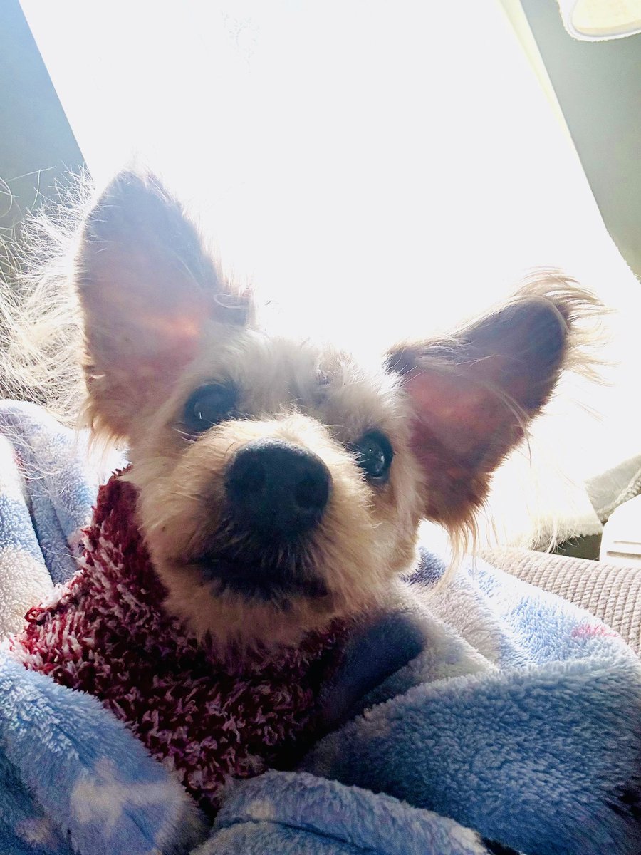 Mad Shelley Comics tweet media