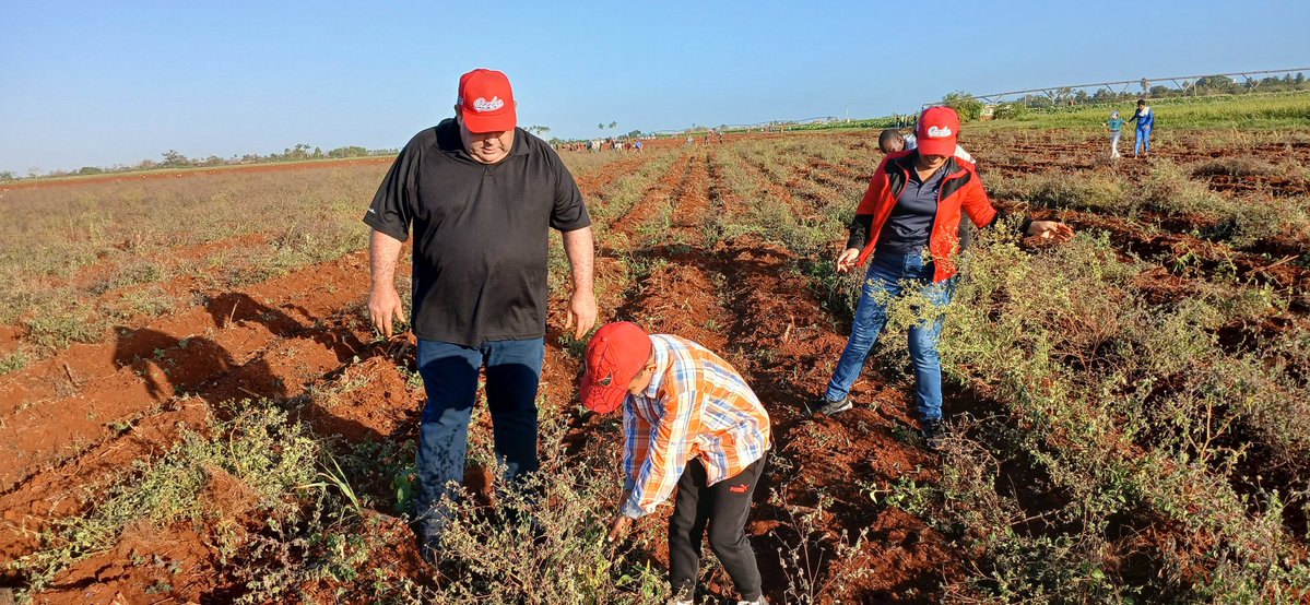 “Los jóvenes son la materia prima de la Revolución.” — Fidel ✊La UJC y la OPJM son semillas que germinan en valor, ciencia y esperanza.
¡Felicidades a quienes entregan cada día su energía por una Cuba más justa y humana!
 #100AñosConFidel #ANAPCuba #HonorHolguinero <a href="/DiazCanelB/">Miguel Díaz-Canel Bermúdez</a>