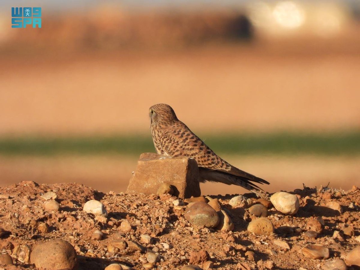 واس جودة الحياة tweet media