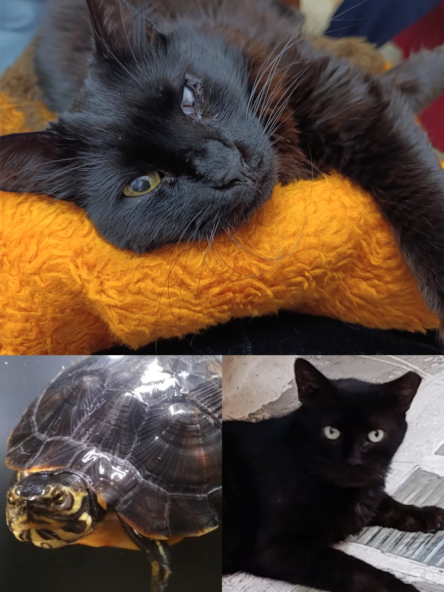 Γιούλη tweet media