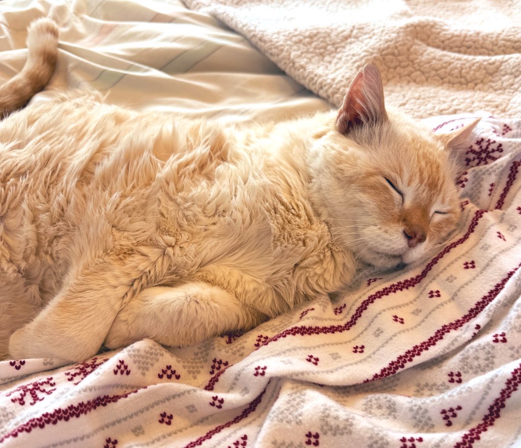 Tuffy the Cat tweet media