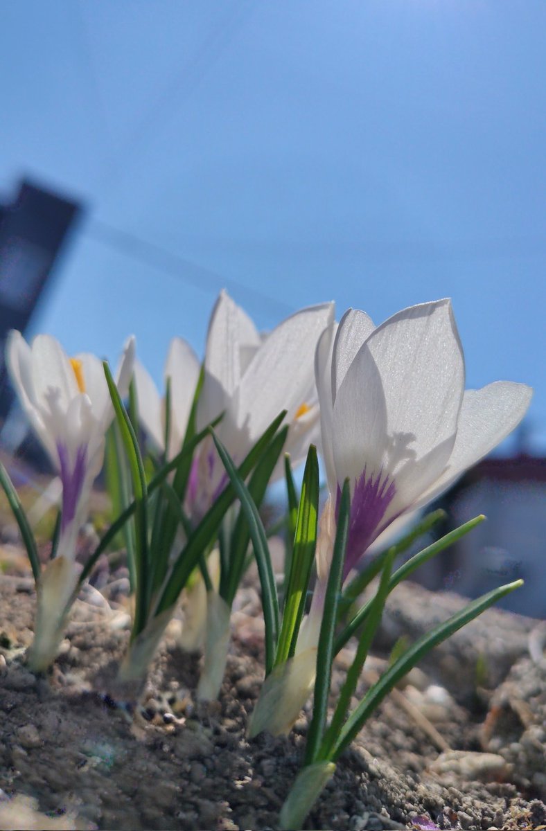 織る子 tweet media