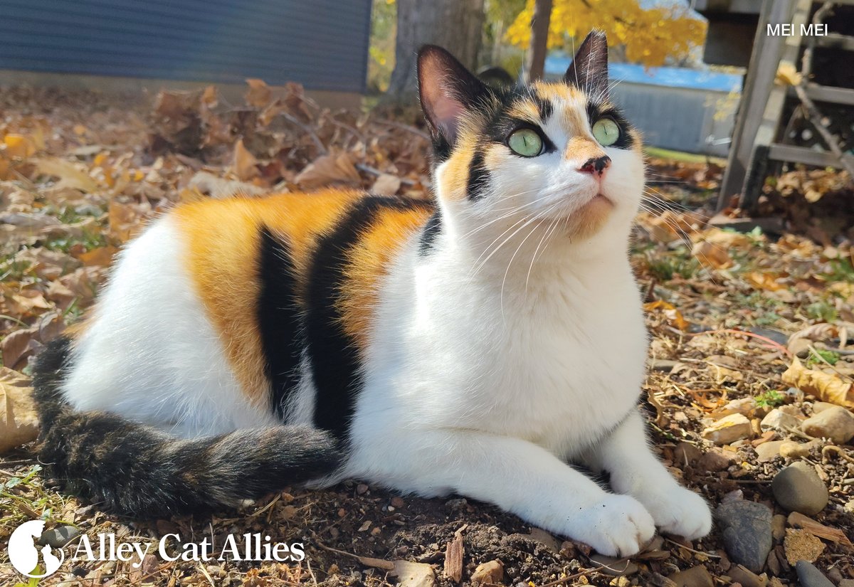 Alley Cat Allies tweet media