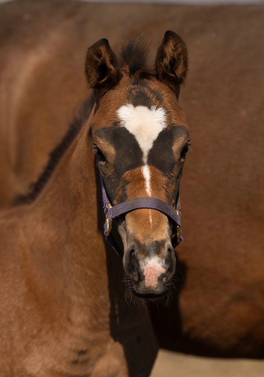 白老ファーム tweet media