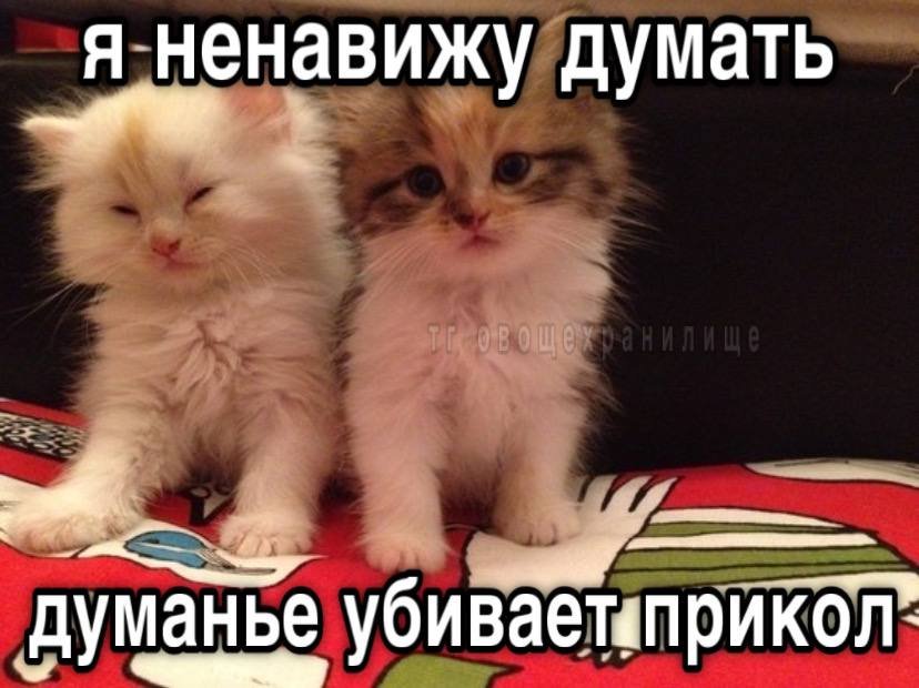 meows 🃏 tweet media