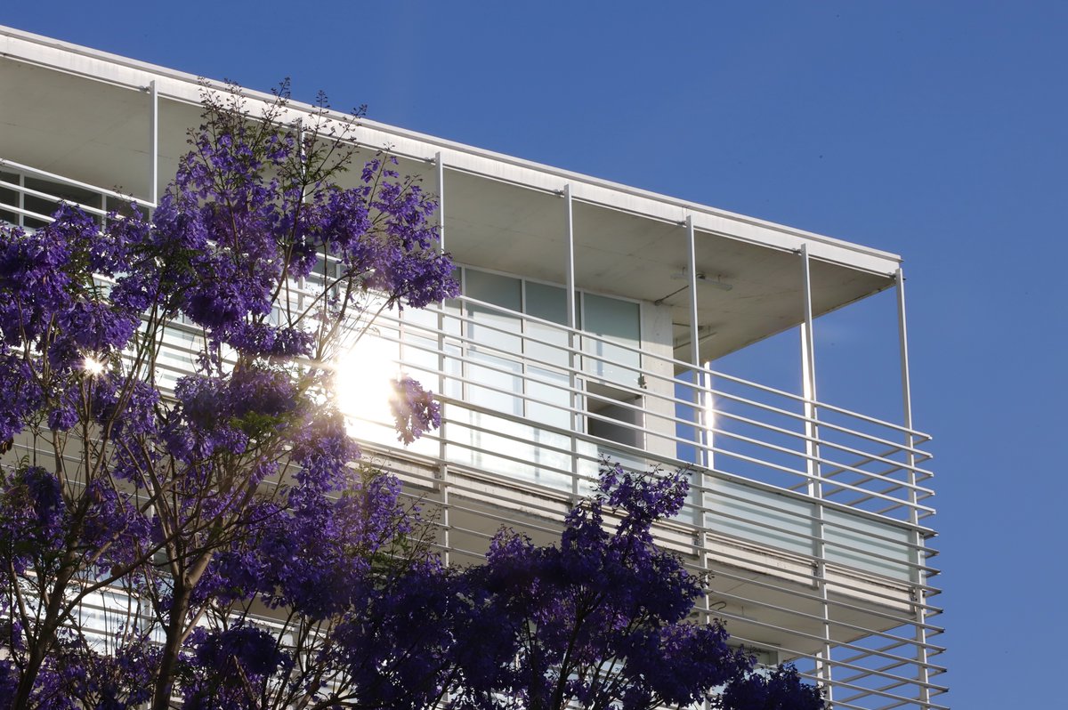 ITESMCEM's tweet photo. La primavera pinta de morado #TecCEM🪻Definitivamente, una de nuestras épocas favoritas del año. 💜 https://t.co/UyfsK6dYPq