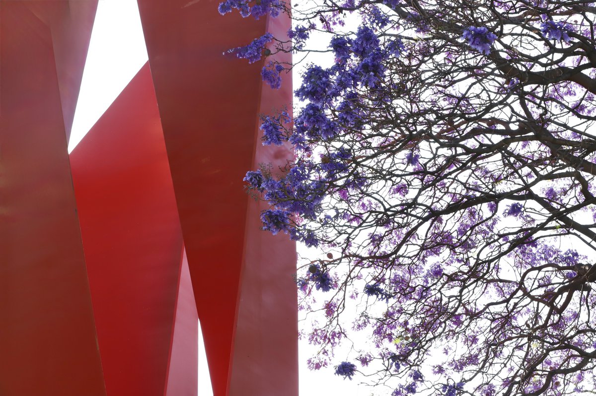ITESMCEM's tweet photo. La primavera pinta de morado #TecCEM🪻Definitivamente, una de nuestras épocas favoritas del año. 💜 https://t.co/UyfsK6dYPq