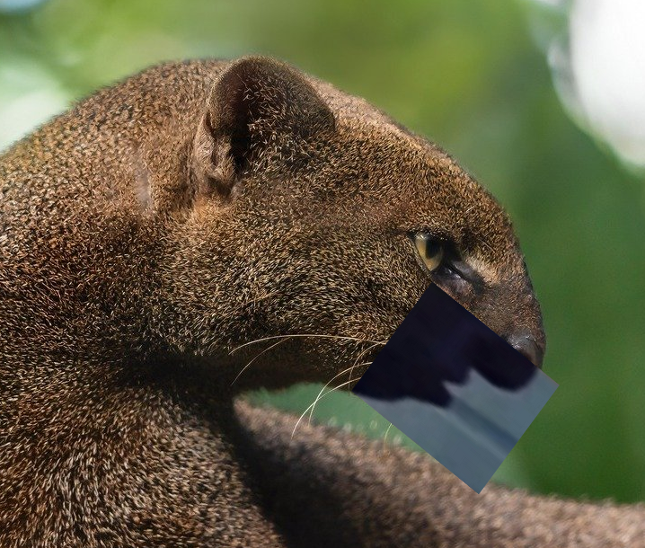 Snickels! (SLOTS ON TRELLO!) tweet media