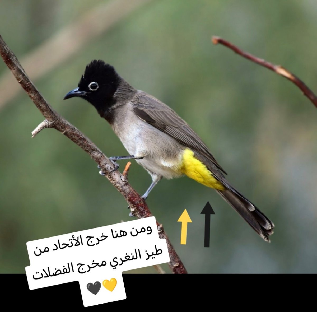 fvip2022's tweet photo. @10turki مساكين بعد الدعس وكسرة عيونكم لكم وجهة يا طيييييي ز النغري ويبقى الصغير صغير بالله كيف الحركة اوجعكم توني https://t.co/QBr52sOUTn