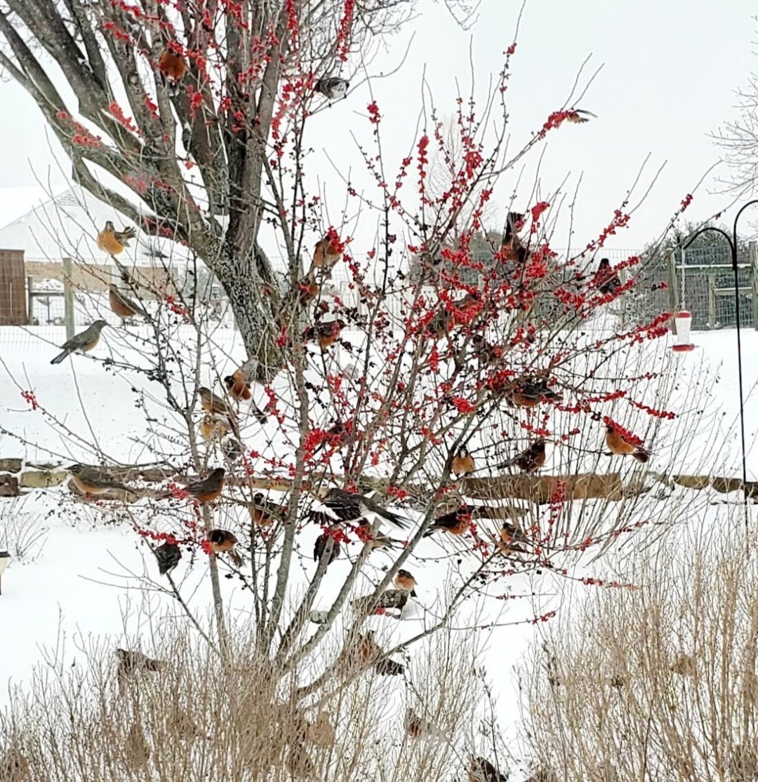 Qurious Cat tweet media