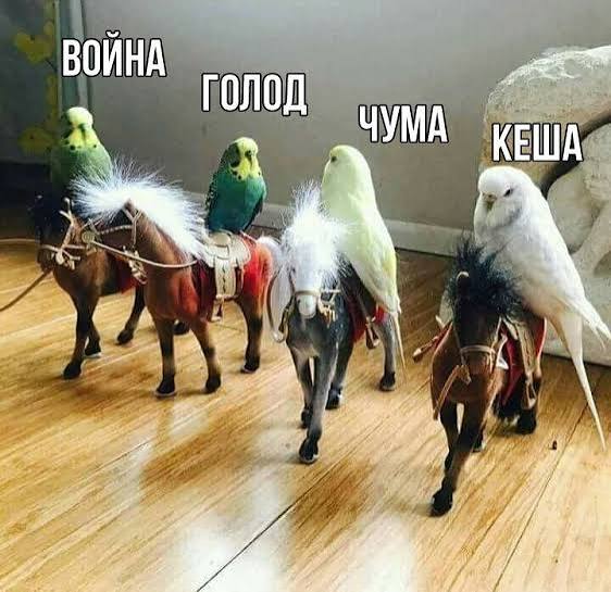 Watermelon штанга 🍉 tweet media