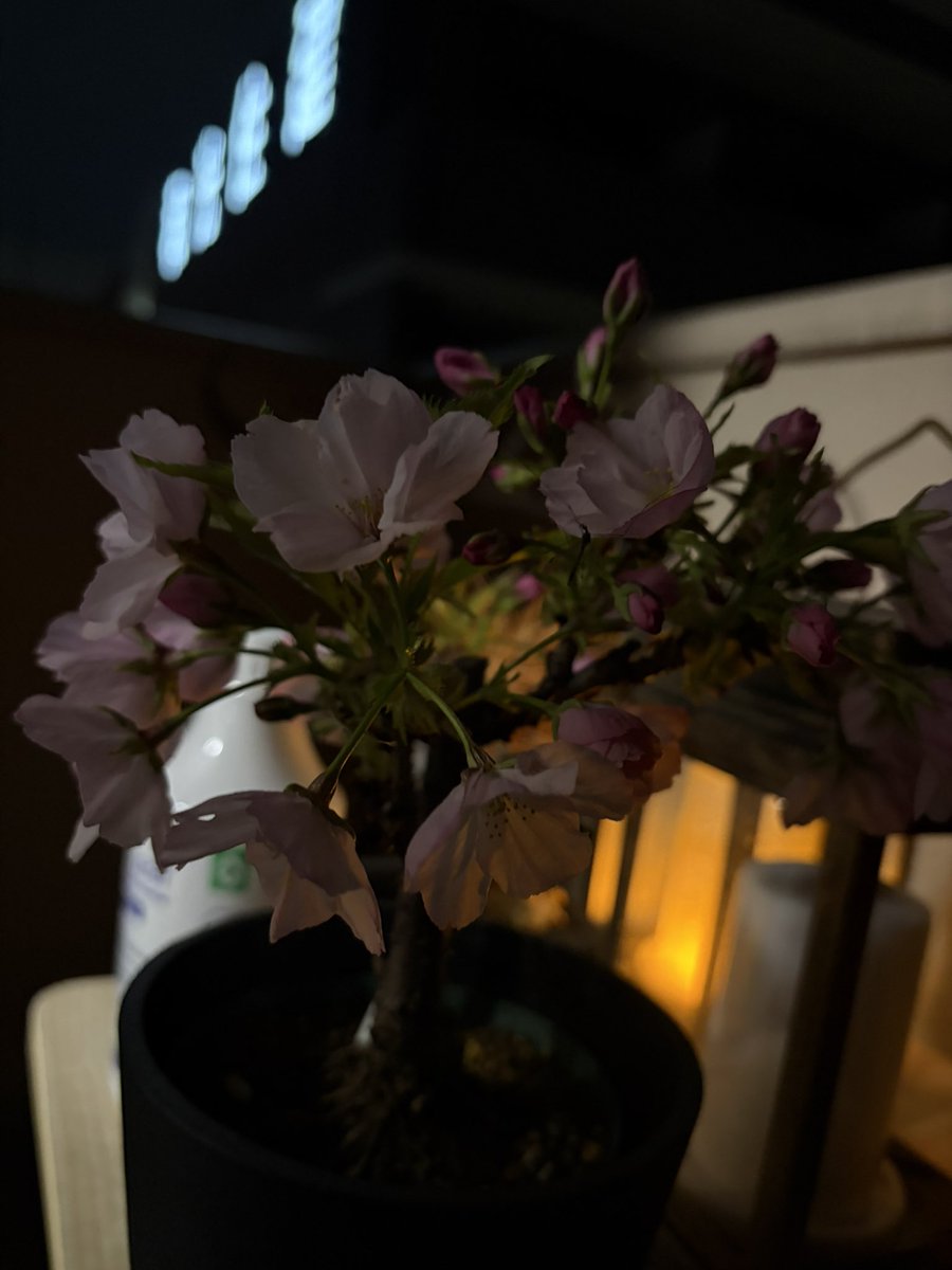 ほうじ茶 tweet media