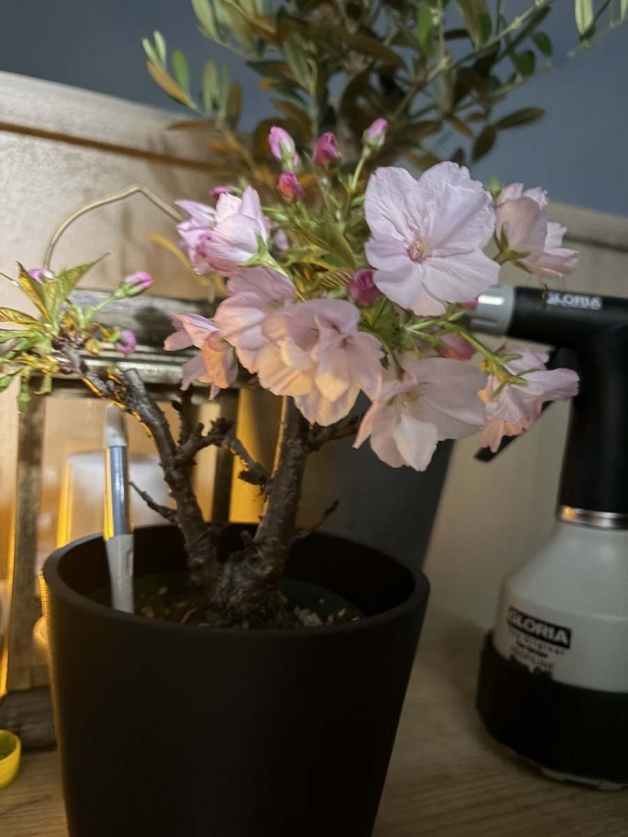 ほうじ茶 tweet media