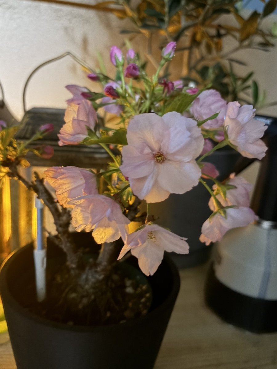 ほうじ茶 tweet media