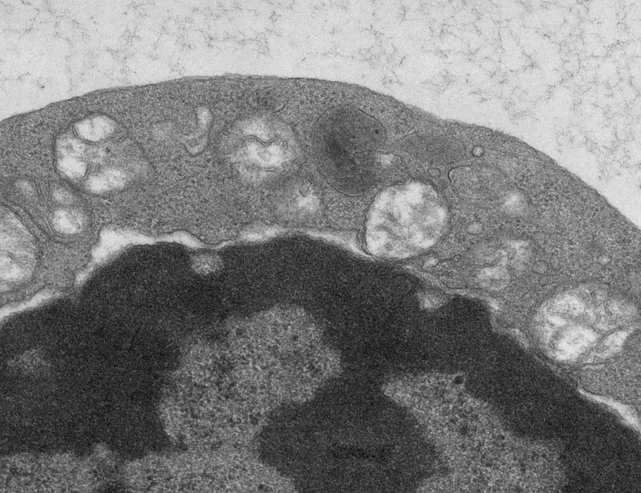 Science Immunology tweet media