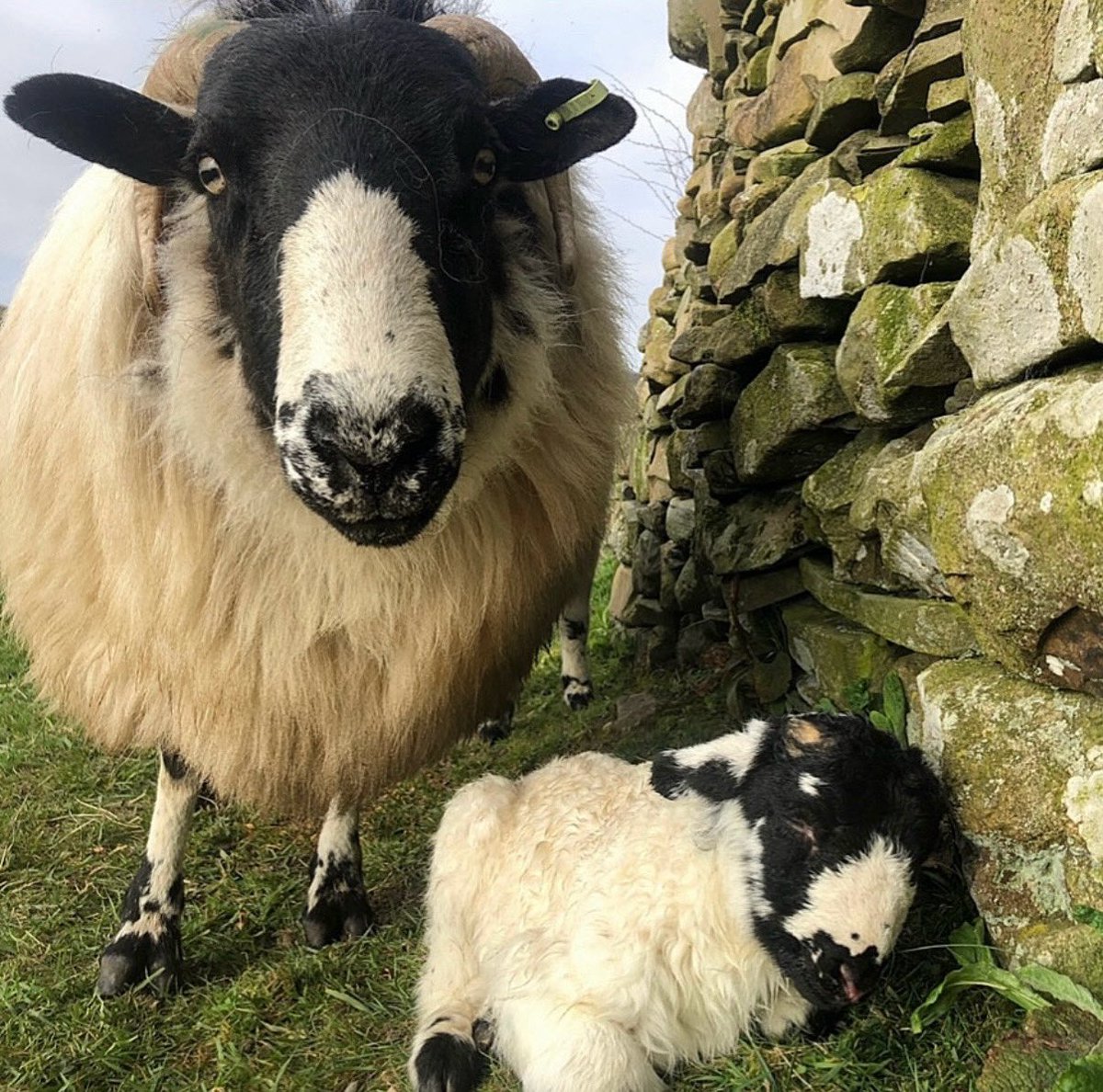Alison O’Neill ~ Shepherdess tweet media