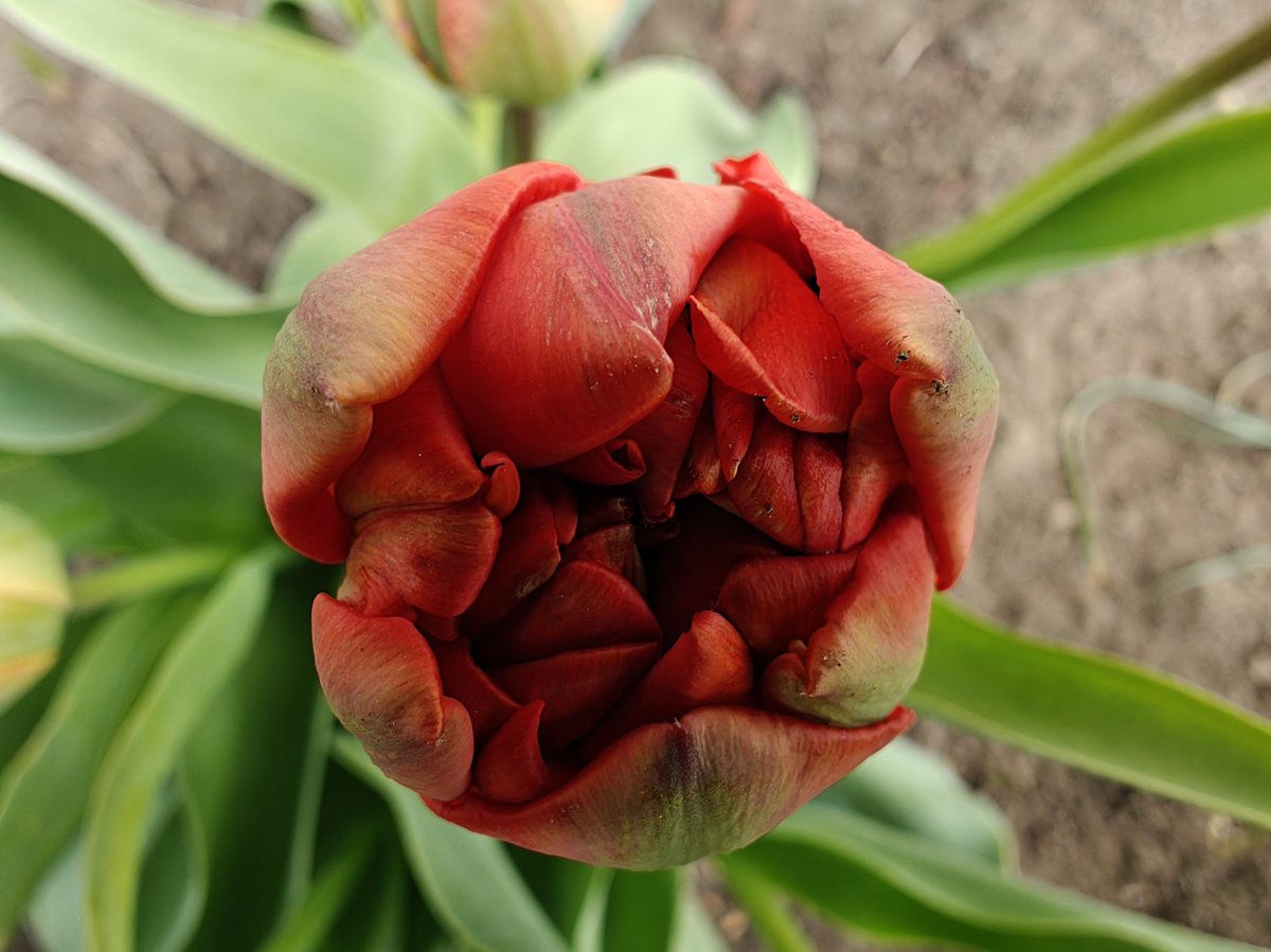 John D Hamilton tweet media