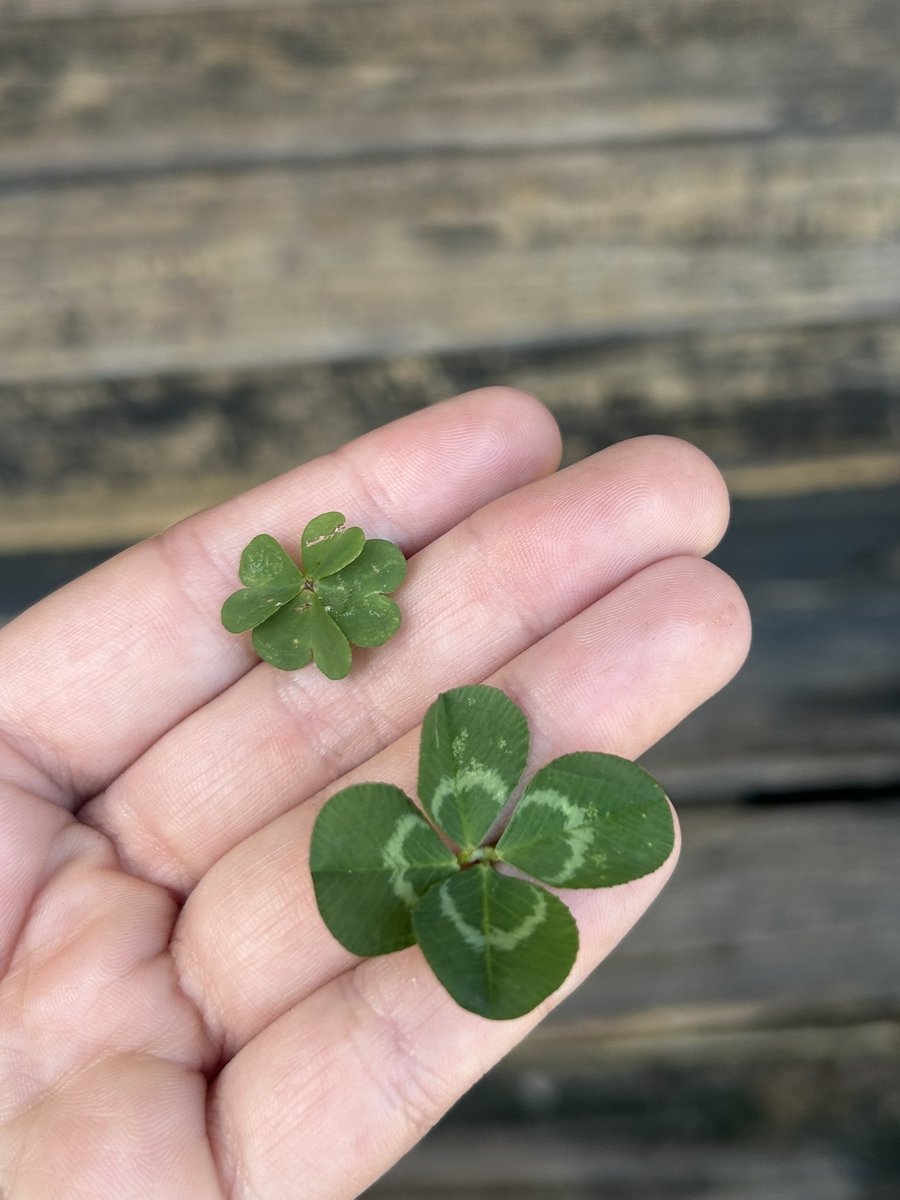 Marina 🍀✨🫶 tweet media