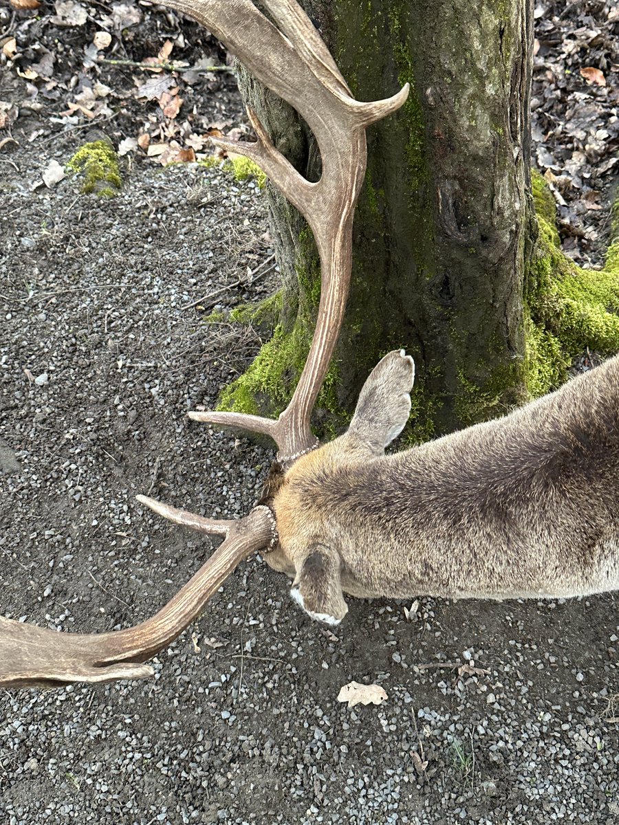 clarissimovski tweet media