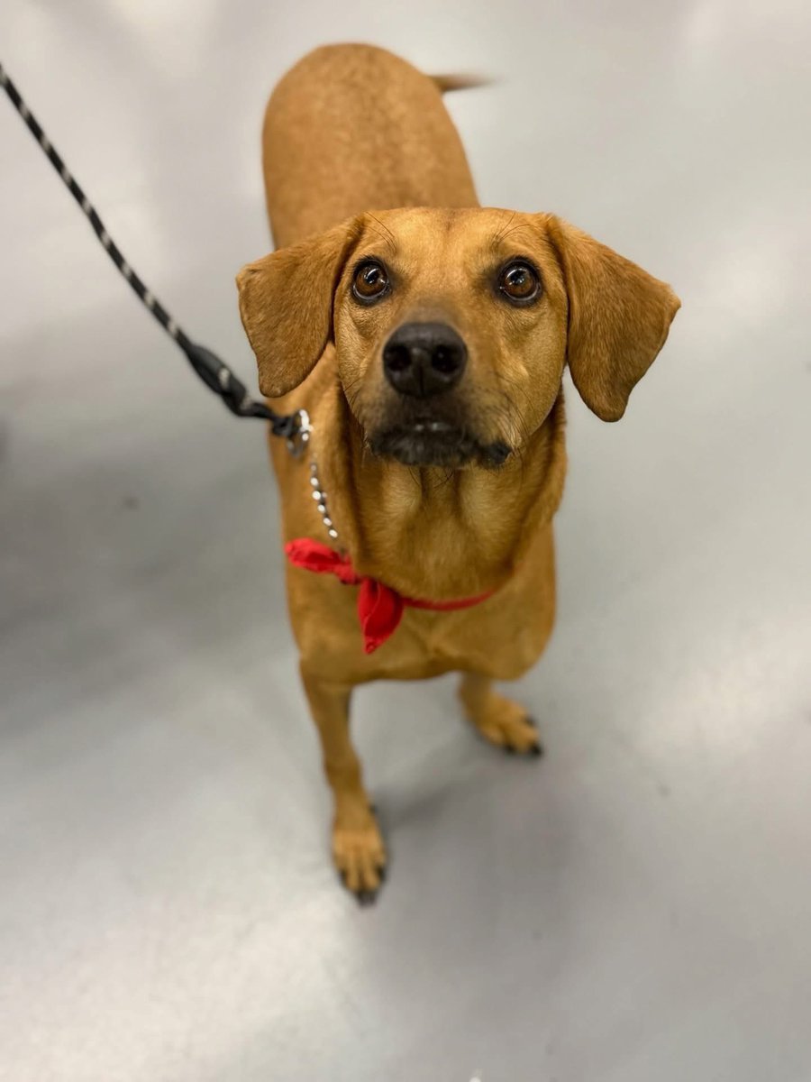 Caninos911 tweet media