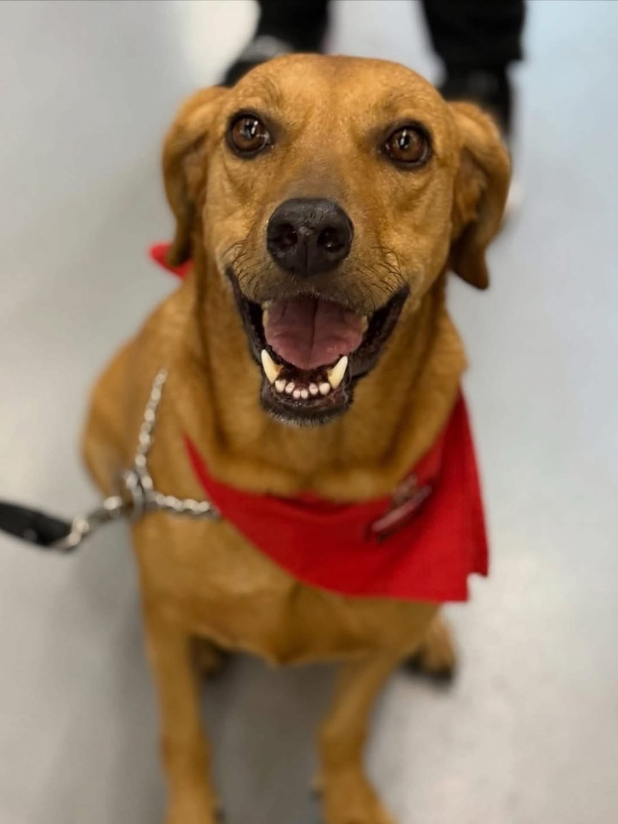 Caninos911 tweet media