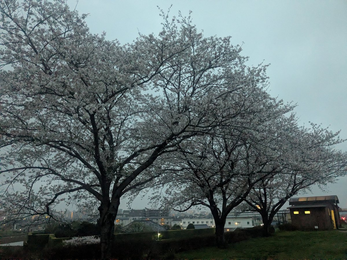 あゆかわ🌈 tweet media