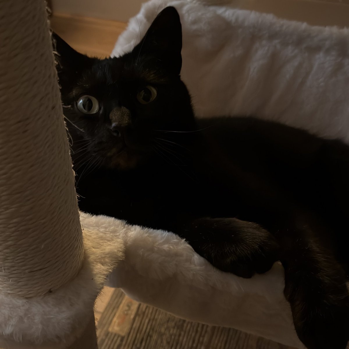 𓏲 miya tweet media