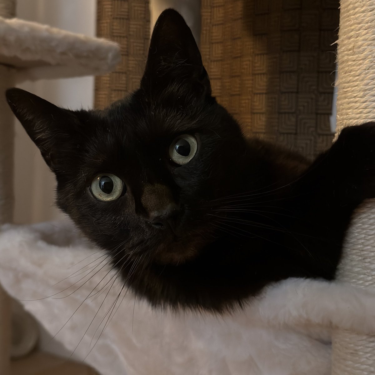 𓏲 miya tweet media