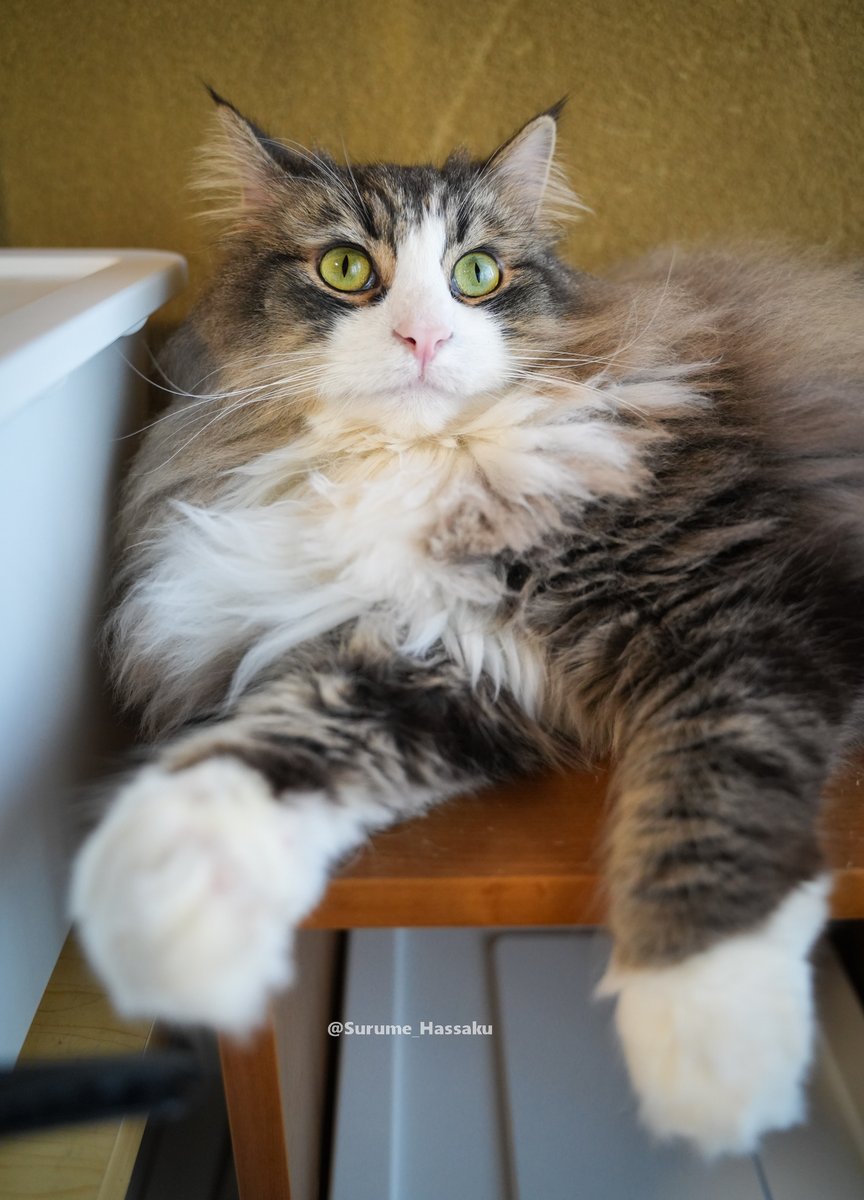 そもそもおっさんがなぜ猫 tweet media