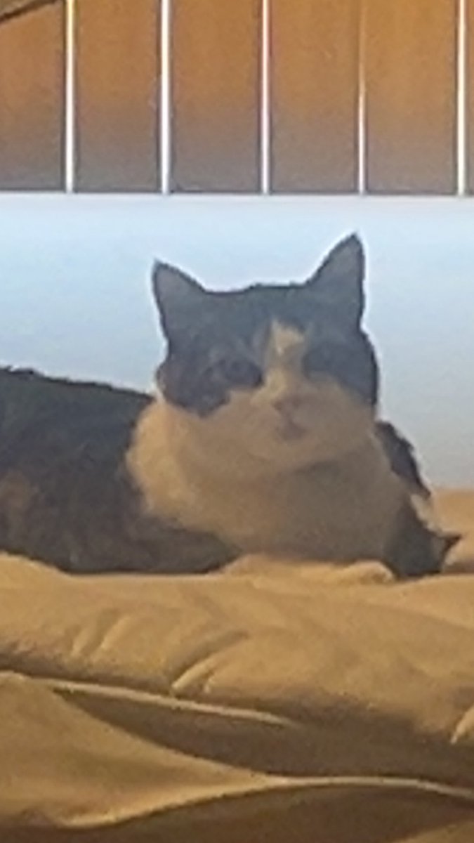 ᰔ Scroto Baggins ᰔ tweet media