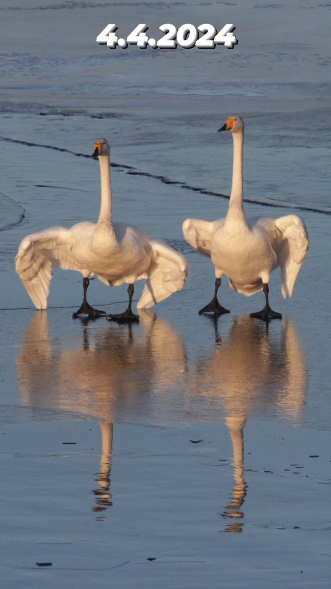 pekka.k.hatunen tweet media