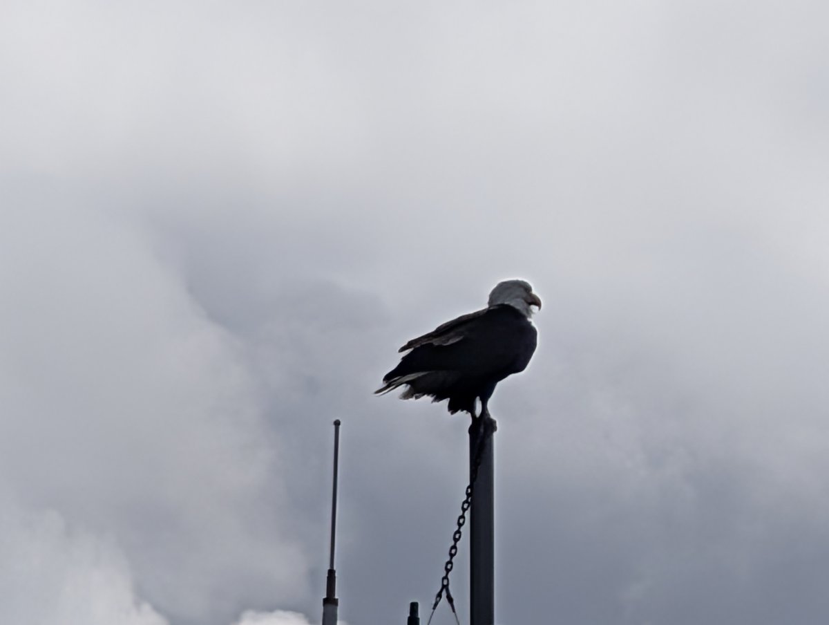 Deskooled's tweet photo. @veronicaschwzr Definitely looks like a bald eagle. I just took these photos 2 days ago. https://t.co/9NjBSYJJQz