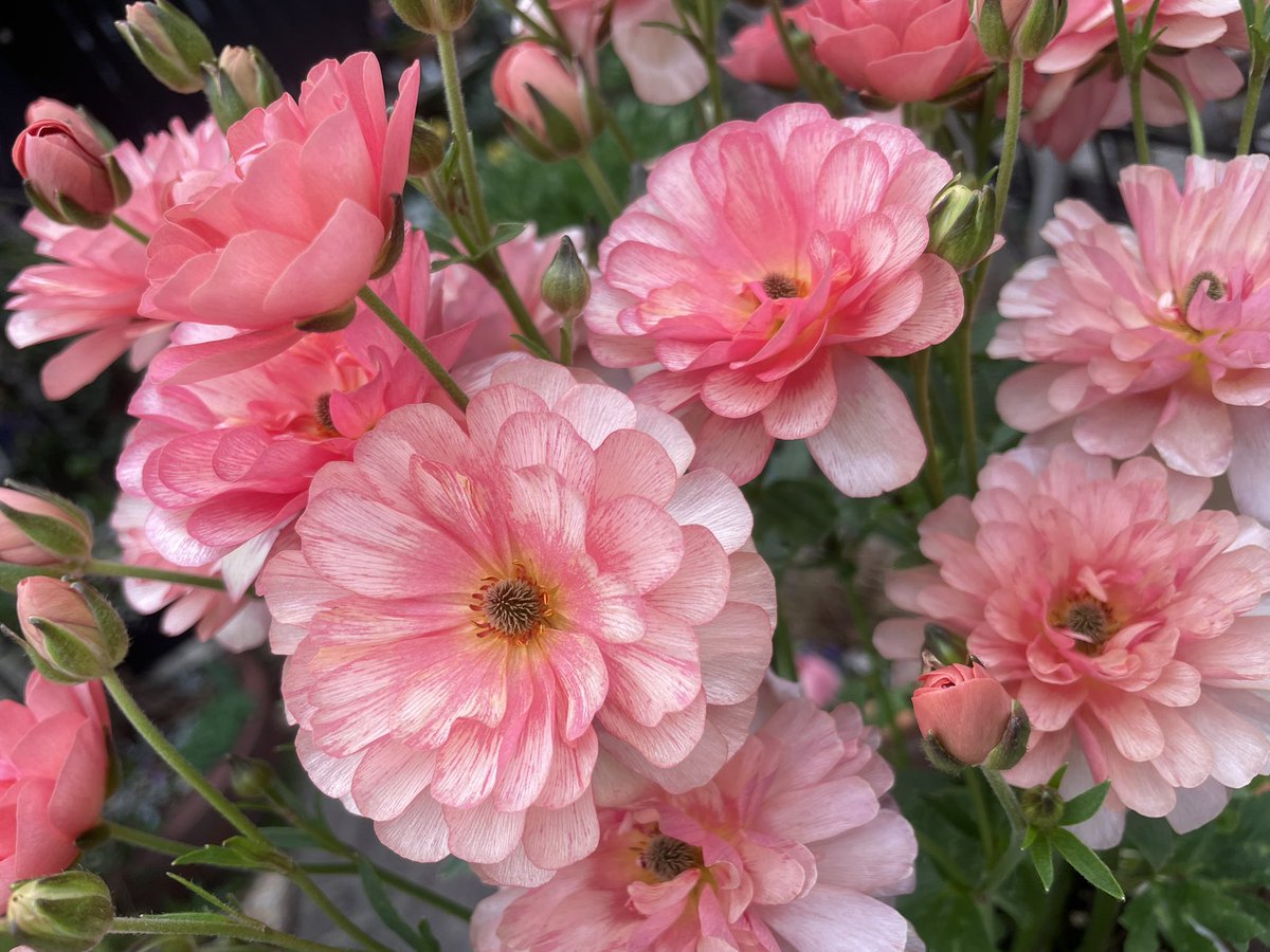 ぴこ😈ྀི tweet media