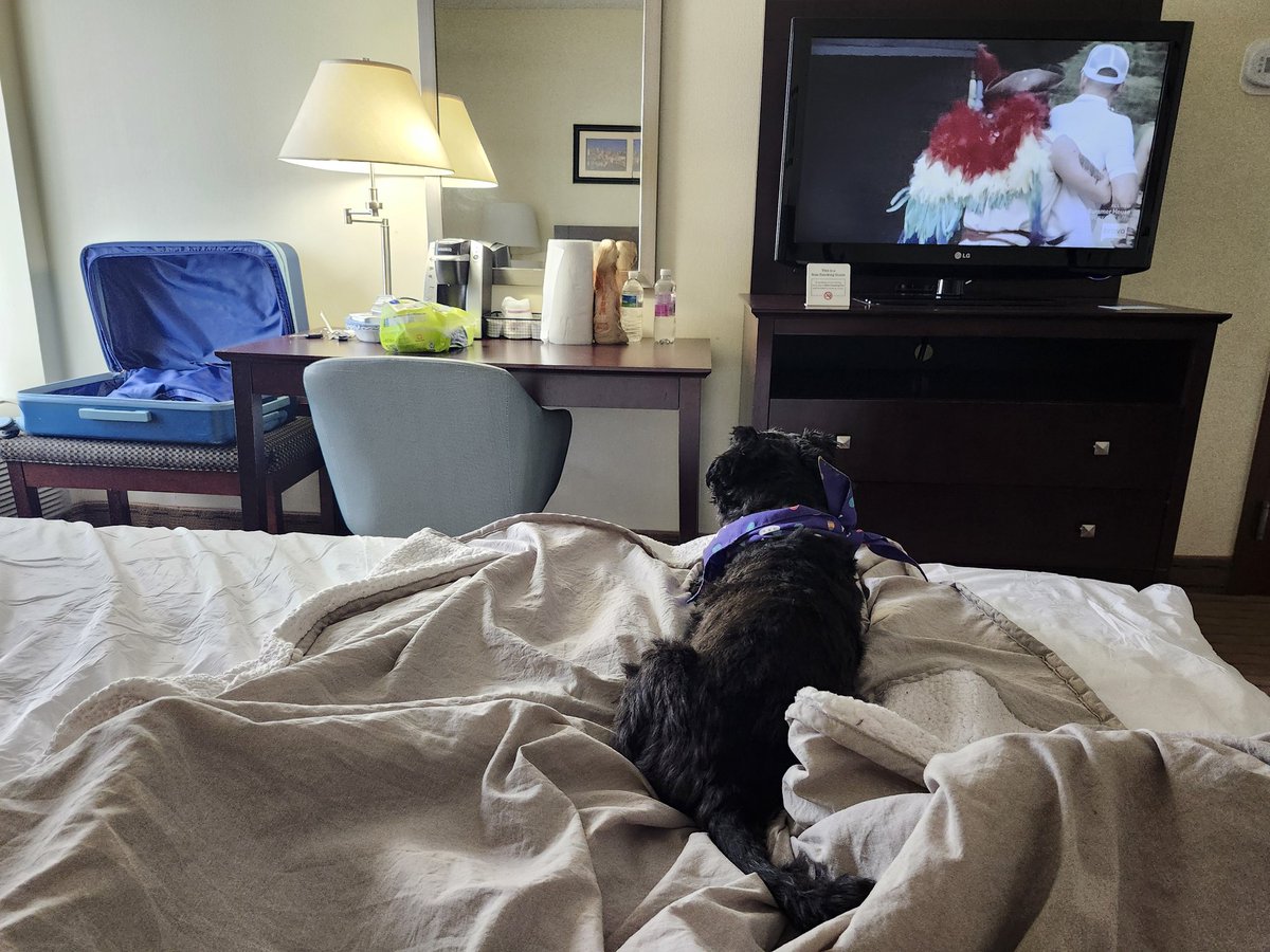 Rico's first hotel stay.  He is quite relaxed.  And honestly so am I. .This is just what we needed. 🥰