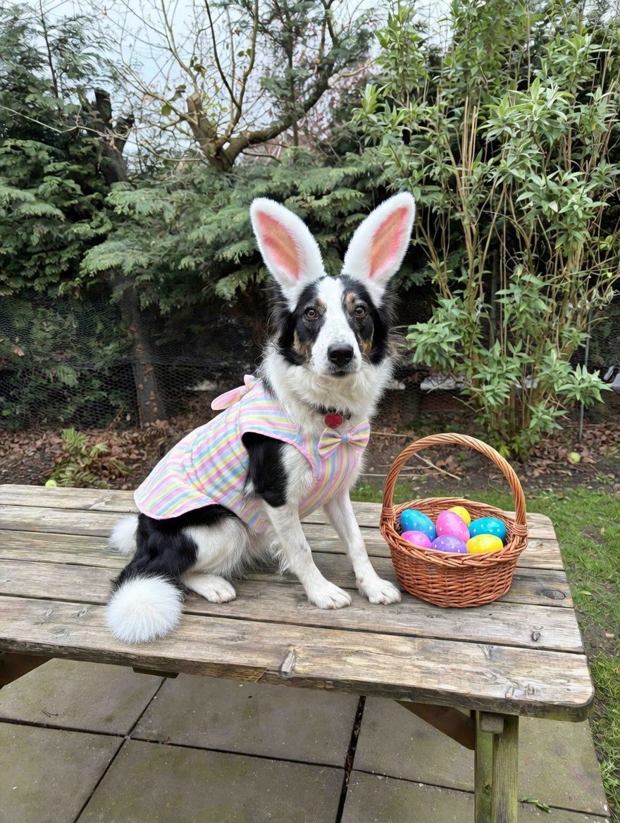 Andrea Caricatto tweet media