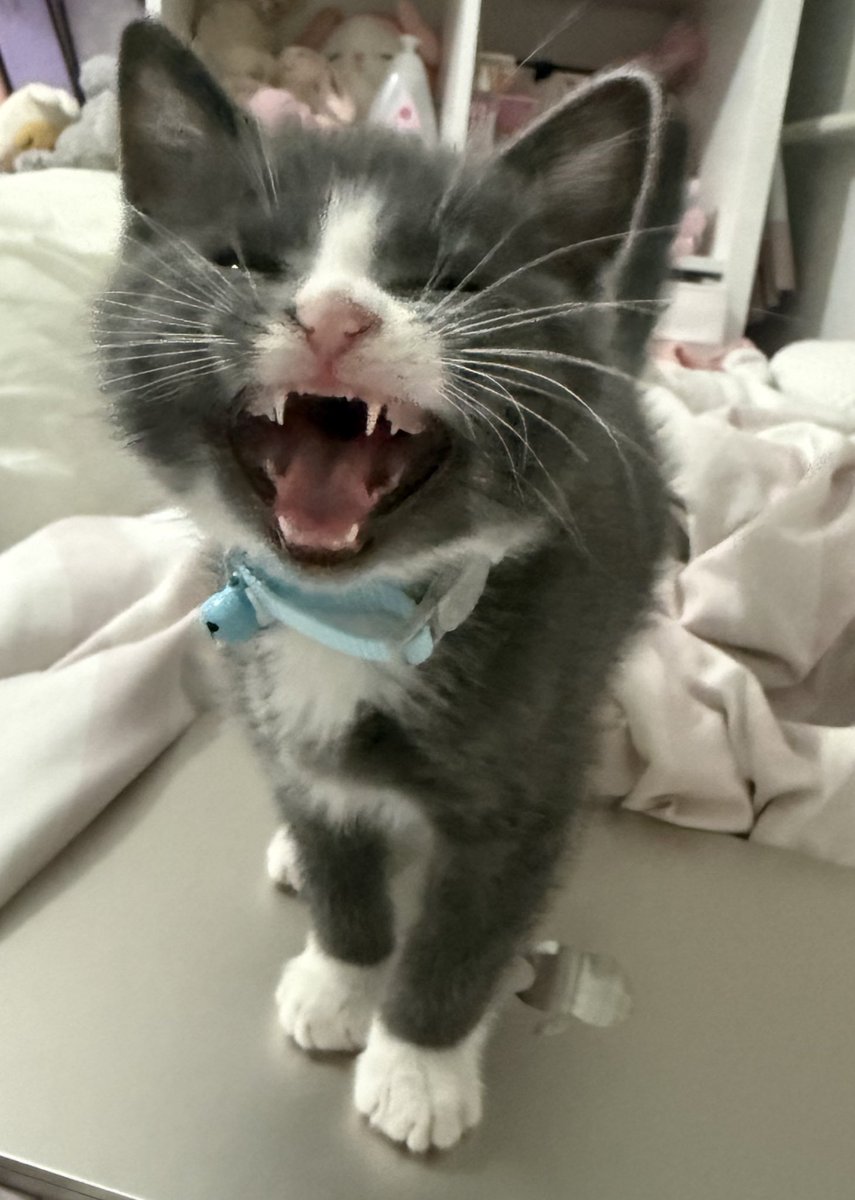 ⋆. 𐙚˚࿔ mia 𝜗𝜚˚⋆ tweet media