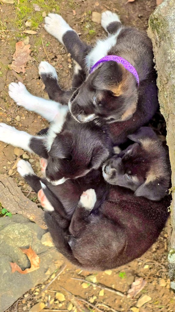 Richard77Murphy's tweet photo. Oh no, got him wet again. Now there is 3!
(To be clear, the third one is visiting his brothers!!!) #Firstplaydate #Puppylife https://t.co/DXrrQVnI5B