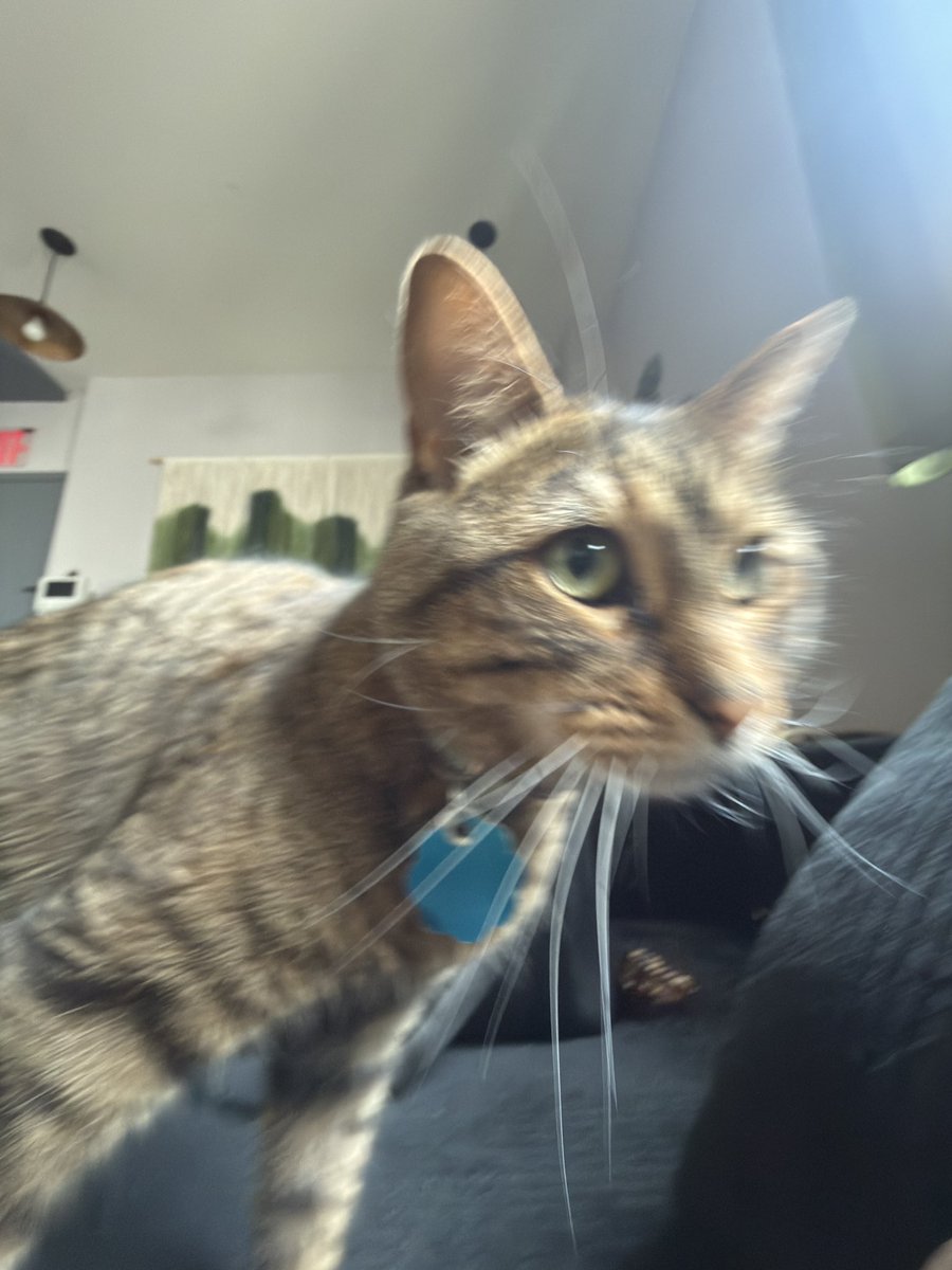 ☆ L A N A tweet media