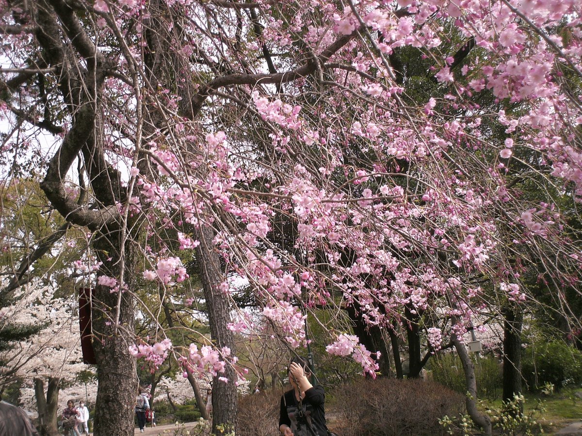 hananonok tweet media