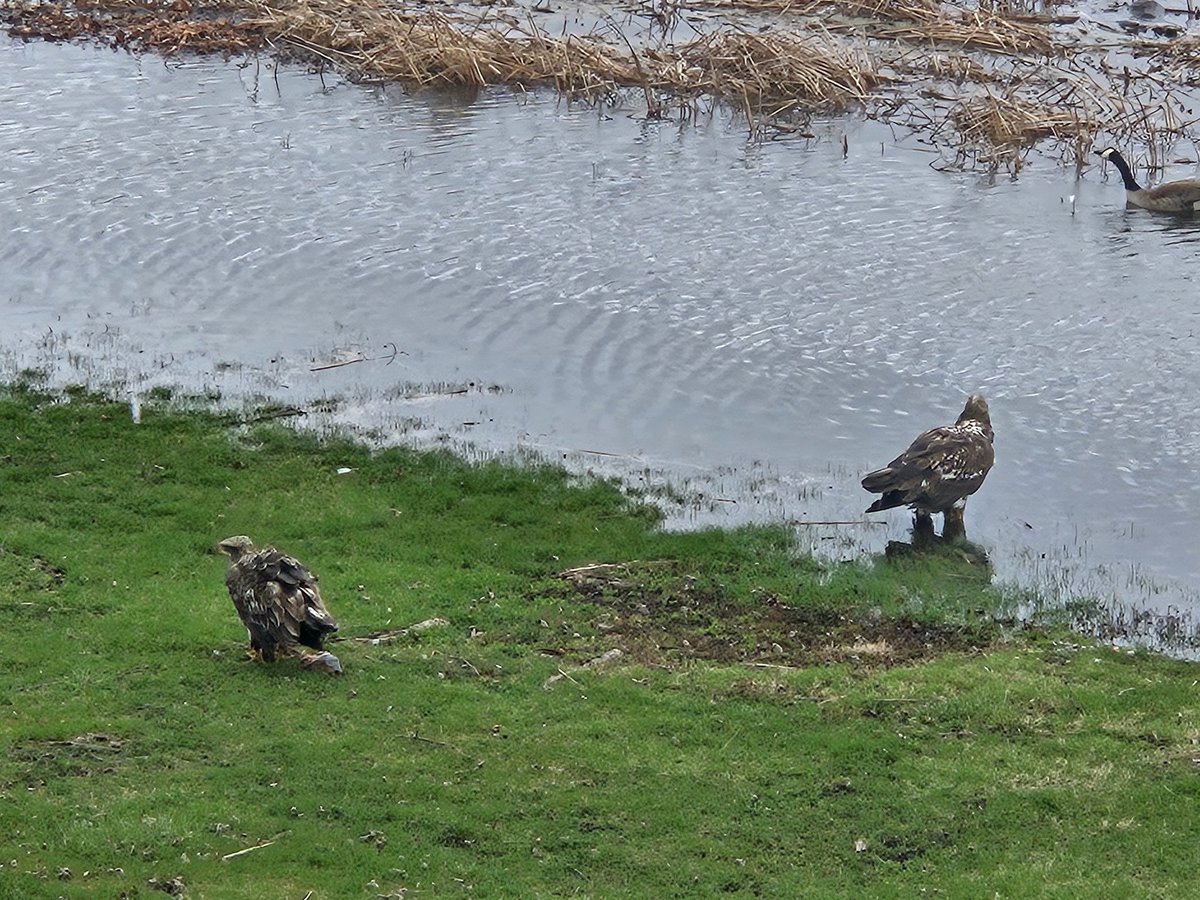 Aimoperative tweet media